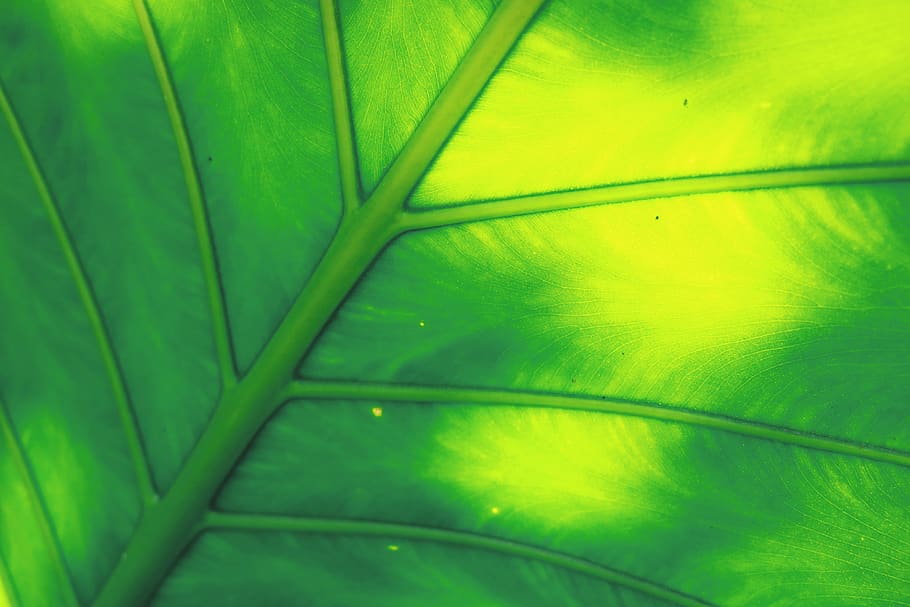 Green Leaf Illustration, close-up, plant part, backgrounds, full frame HD wallpaper