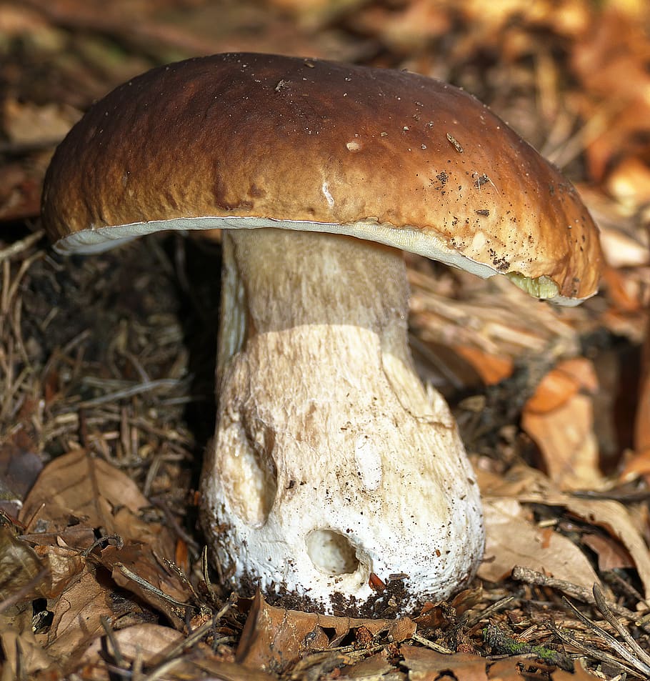 mushroom, cep, edible, common mushroom, herrenpilz, dickröhrling, HD wallpaper