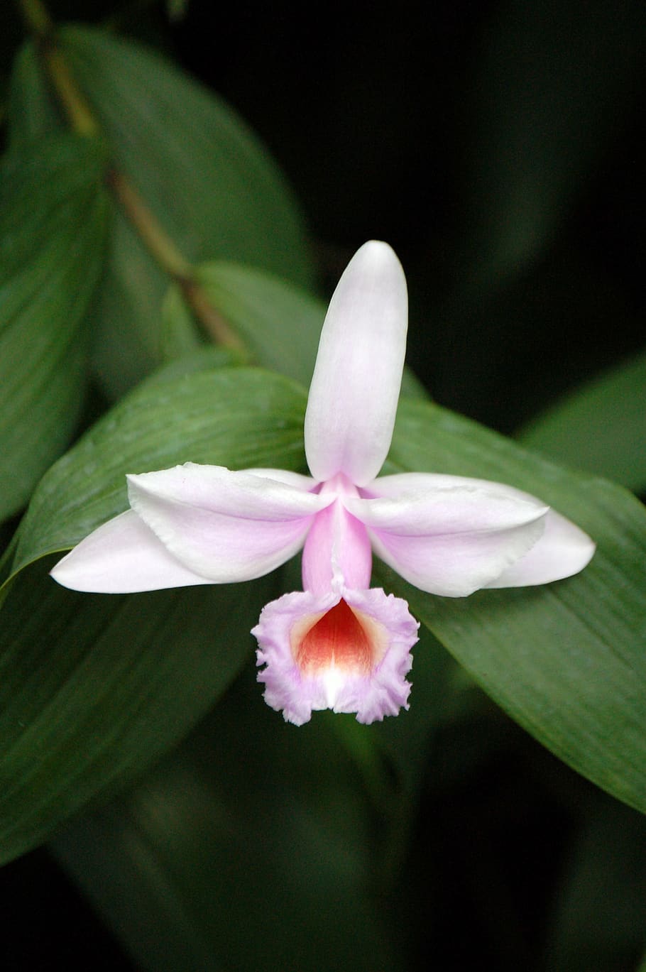 flowering plant, petal, fragility, vulnerability, freshness HD wallpaper