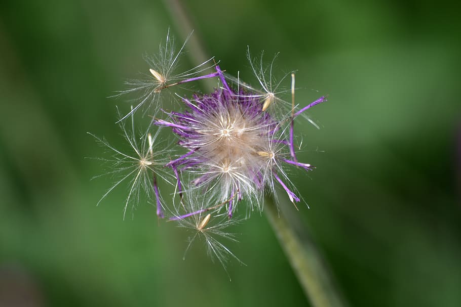 flower, bloom, purple, flowering plant, fragility, vulnerability HD wallpaper