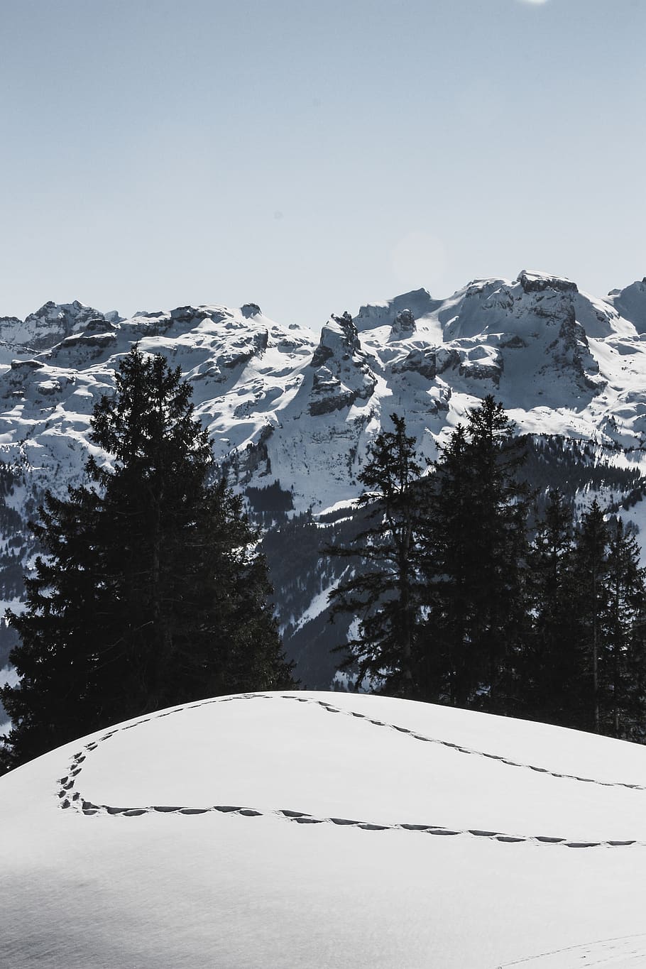 snow covered ground, tree, plant, abies, fir, nature, outdoors HD wallpaper