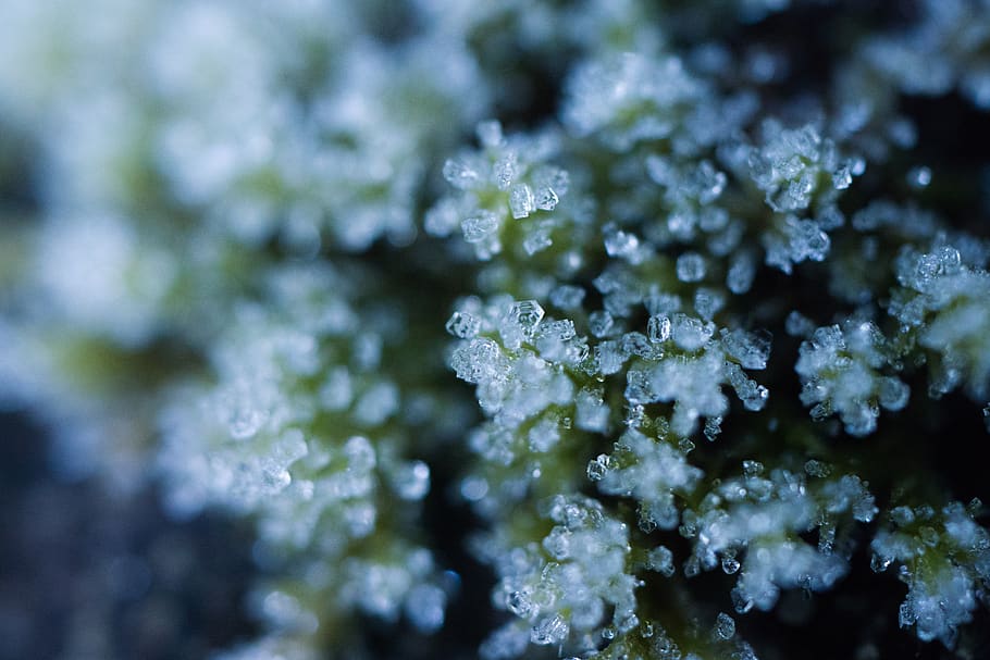 japan, hakusan, moss, plant, nature, beauty in nature, winter HD wallpaper