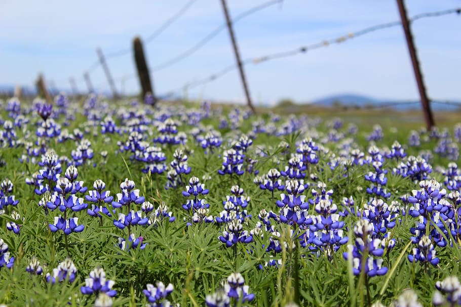 blue flowers in bloom, flowering plant, freshness, beauty in nature HD wallpaper