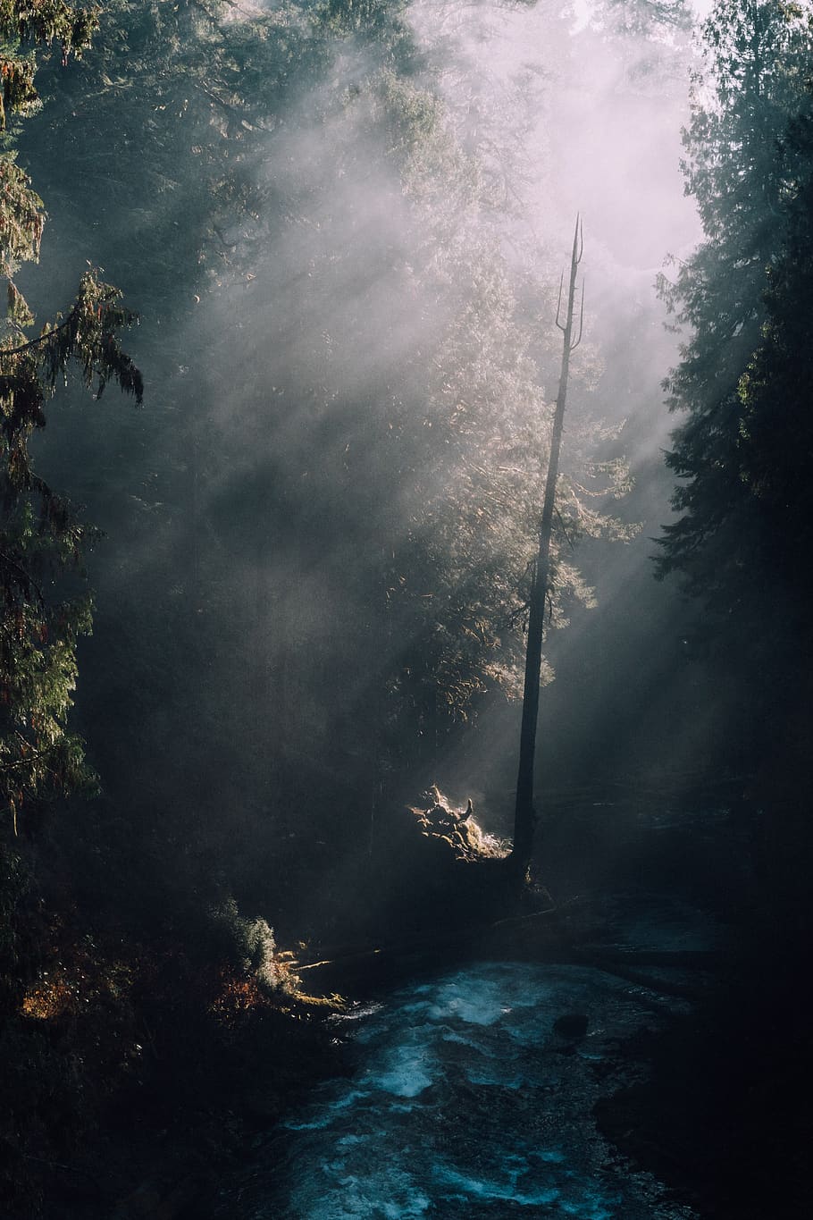 trees, forest, water, river, hike, hiking, oregon, mountains HD wallpaper