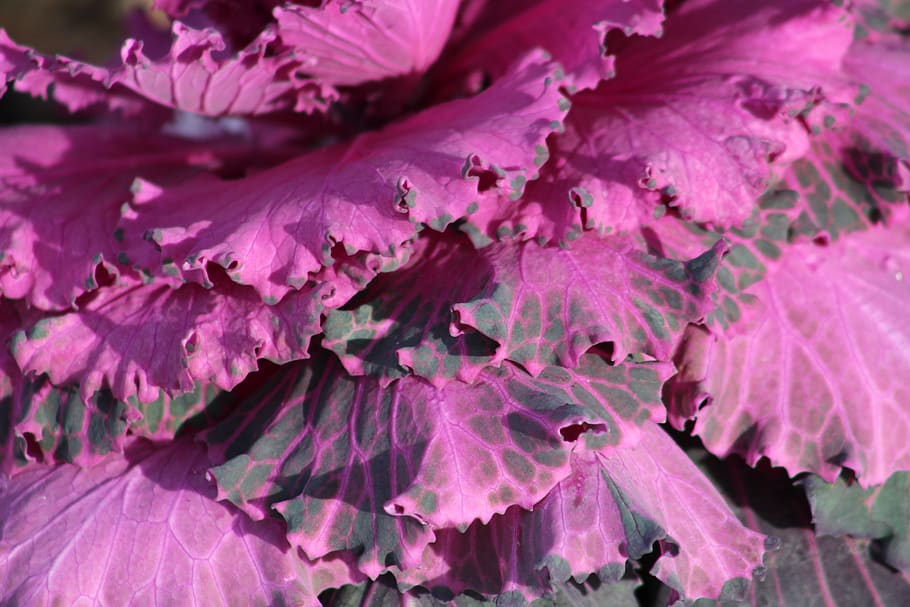 pink, background, cabbage, ornamental, winter, plant, botanical HD wallpaper