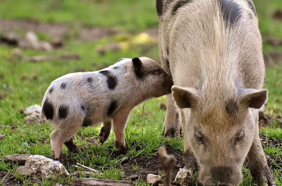 piglet, small pigs, mini, cute, sweet, funny, play, wildpark poing HD wallpaper