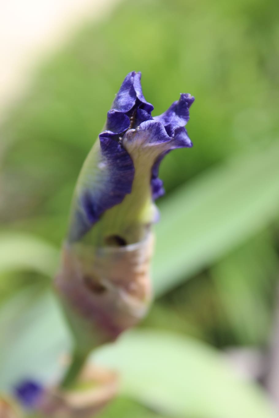 iris, bud, flower, purple, plant, close-up, flowering plant HD wallpaper