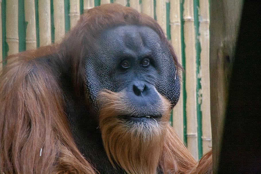 big, monkey, face, eyes, zoo, zoom, black, animal themes, primate HD wallpaper