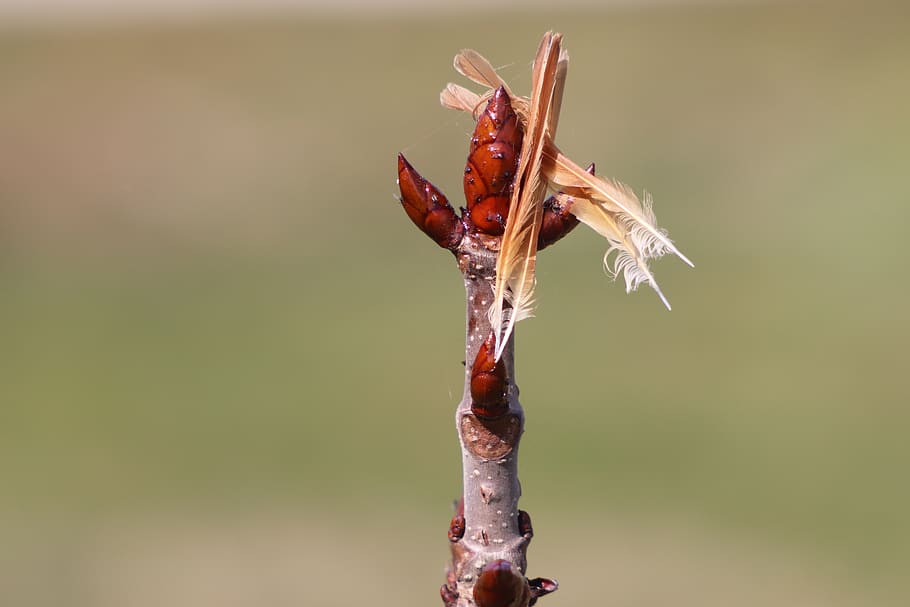 spring, nature, branch, bird, close-up, focus on foreground HD wallpaper