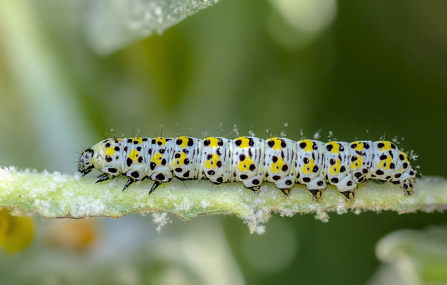 caterpillar, larva, moth, mullien-moth, insect, bug, transformation HD wallpaper