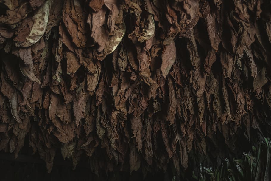 nature, cave, cuba, tobacco, painting, art, travelphotography, HD wallpaper