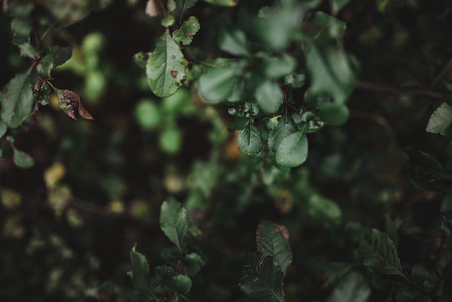 Autumn Details, nature, leaf, leaves, fall, colorful, colors HD wallpaper