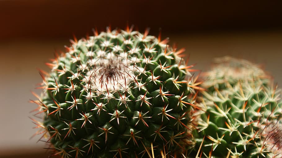 cactus, plant, vegetable, tricky, cacti, prickly, botany, thorns HD wallpaper