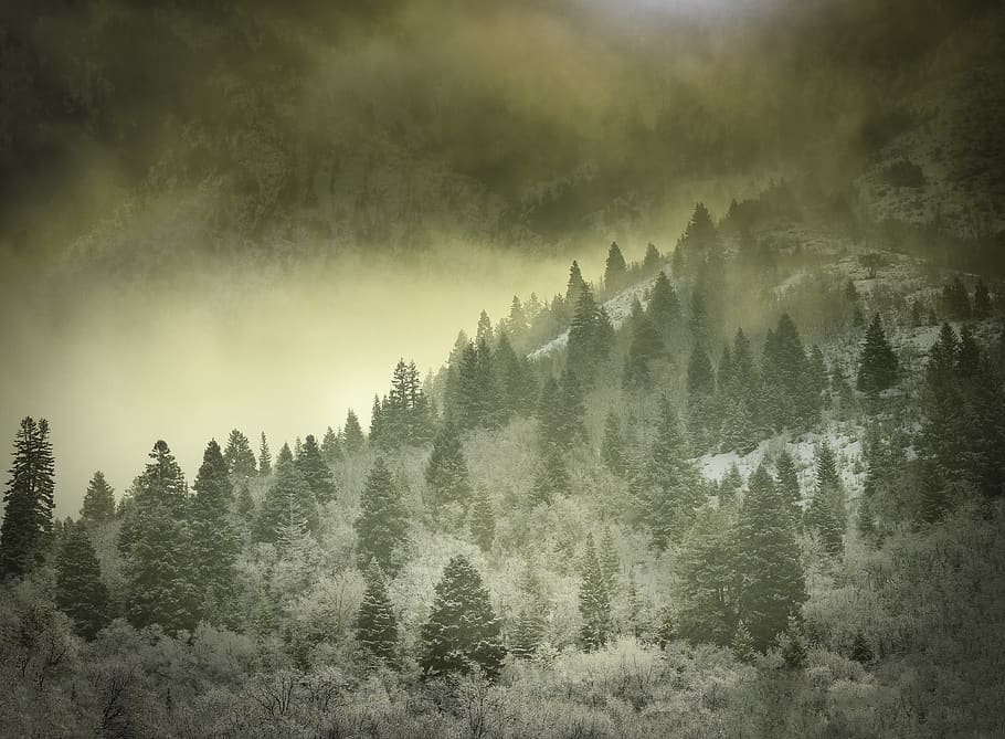 Foggy Hill With Green and White Trees, atmosphere, beautiful HD wallpaper