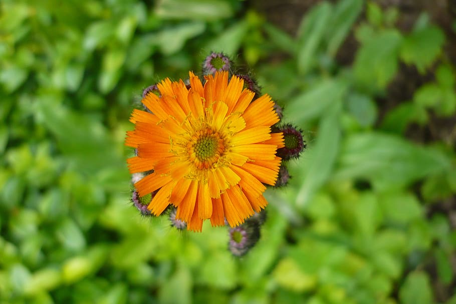 flower, orange, macro, bloom, beauty, petals, flowering plant HD wallpaper