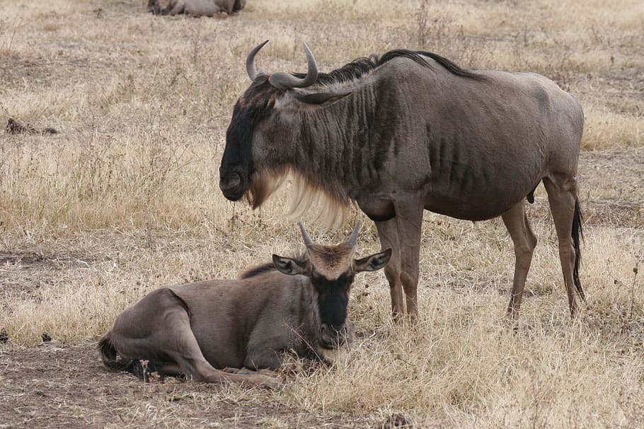 gnu, wildebeest, africa, tarangire, animal, mammal, wildlife HD wallpaper