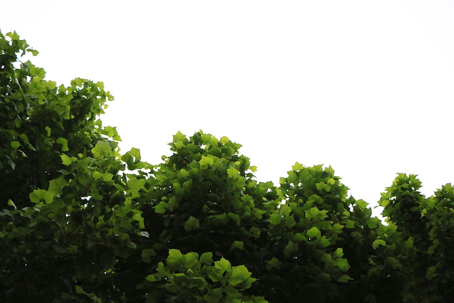 college, happy, hot, leaf, leave, tree, green, summer, plant HD wallpaper