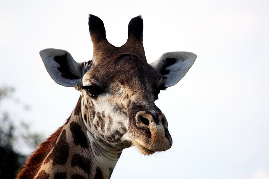 brown and black giraffe, animal, animal themes, one animal, mammal HD wallpaper