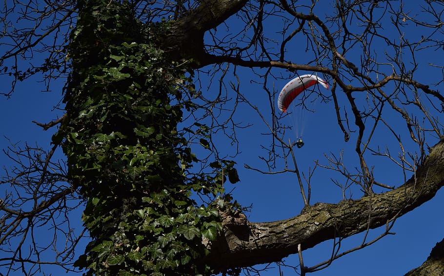 tree, parachute, adventure, mountains, sky, nice, colourful HD wallpaper