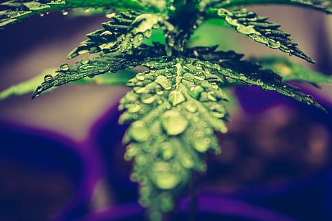green leaf, plant, weed, cannabis, fern, hemp, citrus, fresh HD wallpaper