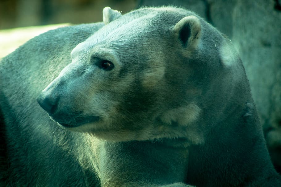 brown bear, mammal, wildlife, animal, memphis zoo, polar bear, HD wallpaper