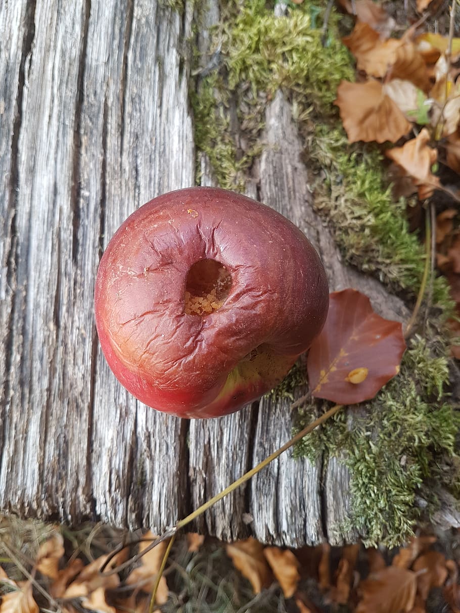 apple, tree, leaves, moss, close-up, plant, wood - material HD wallpaper