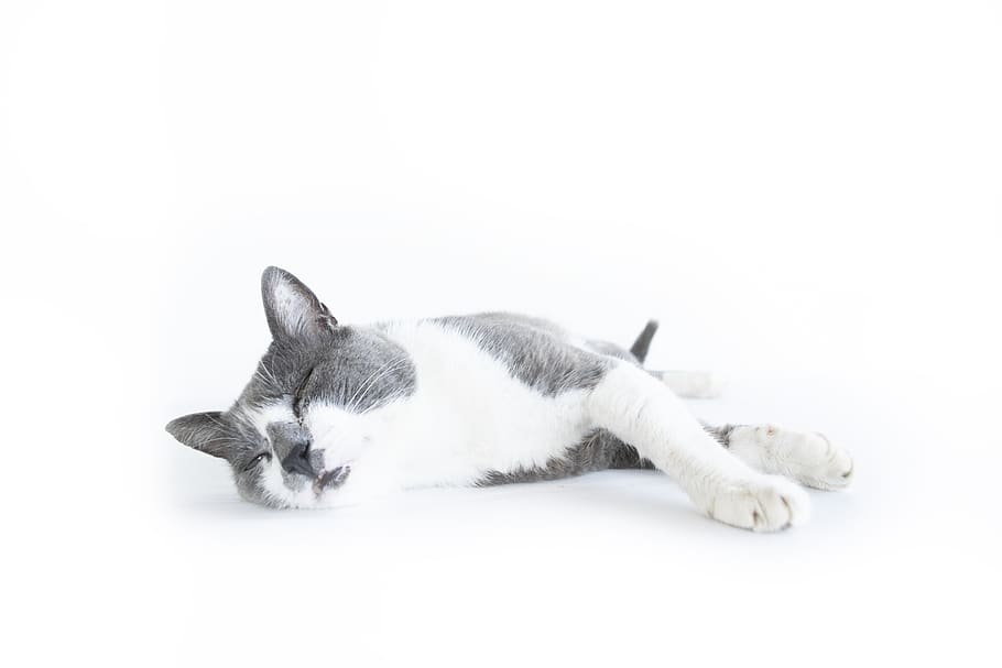 cat, pet, resting, tired, sleeping, nap, animal, domestic, pets HD wallpaper