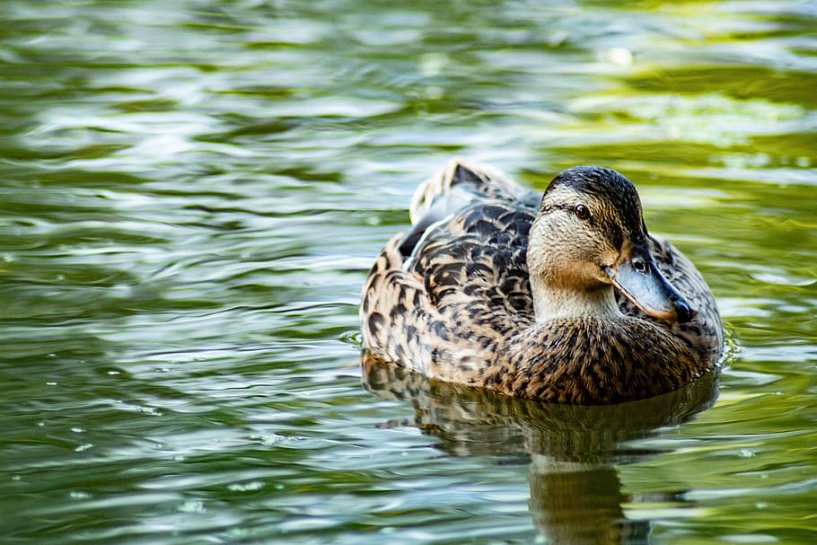 duck, water, nature, bird, pond, ducks, summer, birds, animal wildlife HD wallpaper