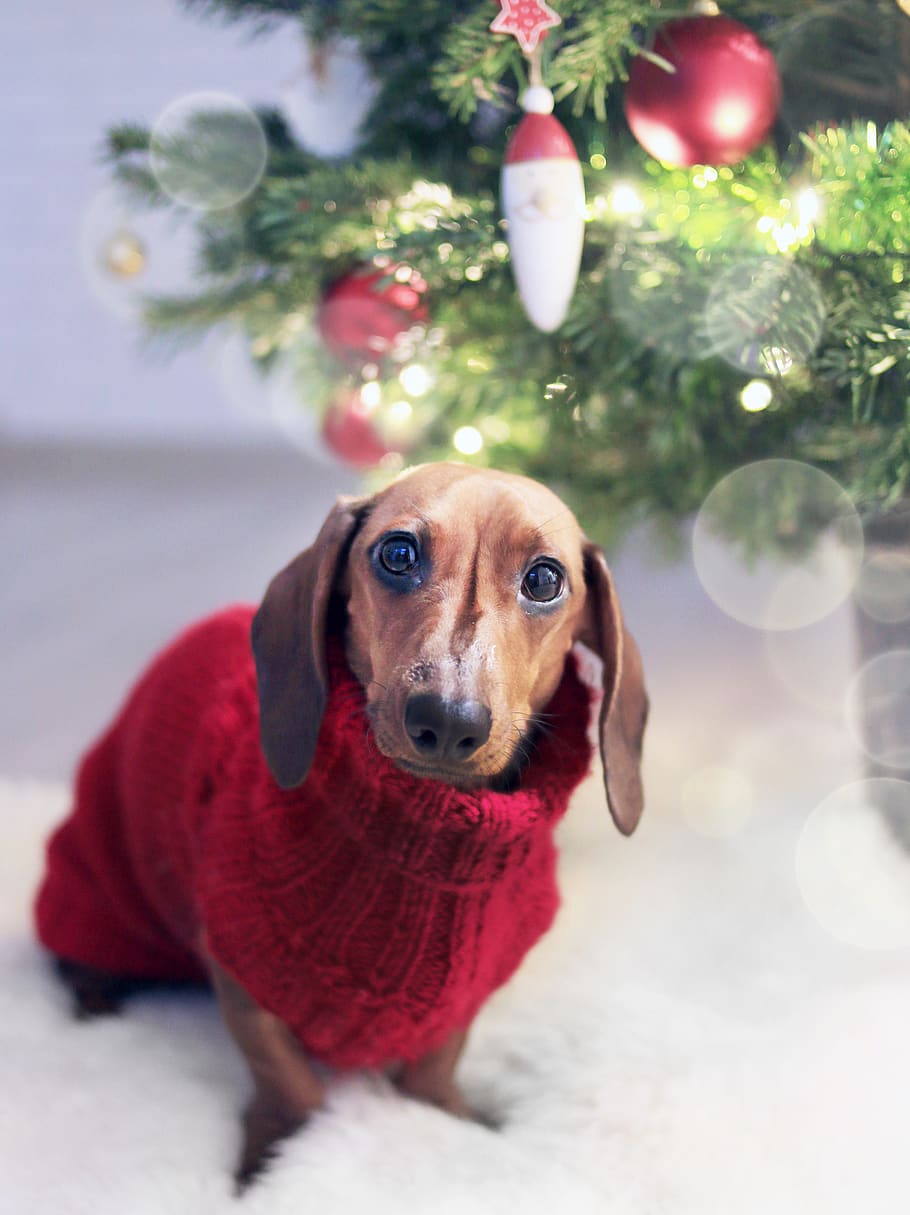 Dachshund Dog Wearing a Red Sweater, adorable, animal, canine, HD wallpaper
