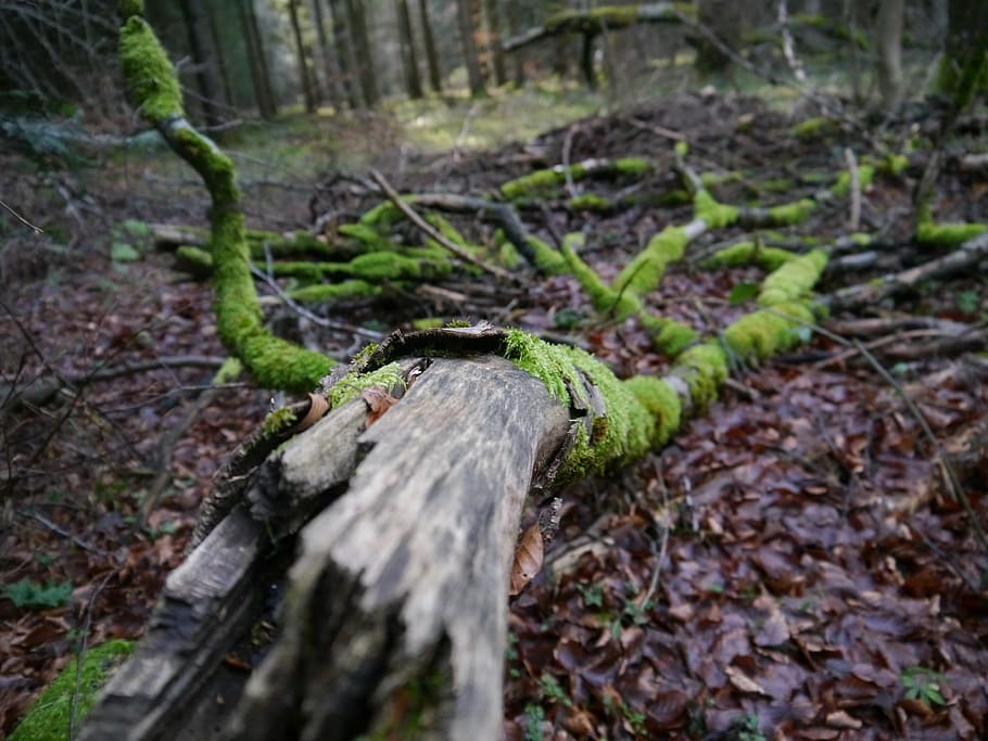 forest, tree, plant, moss, land, tree trunk, no people, nature HD wallpaper