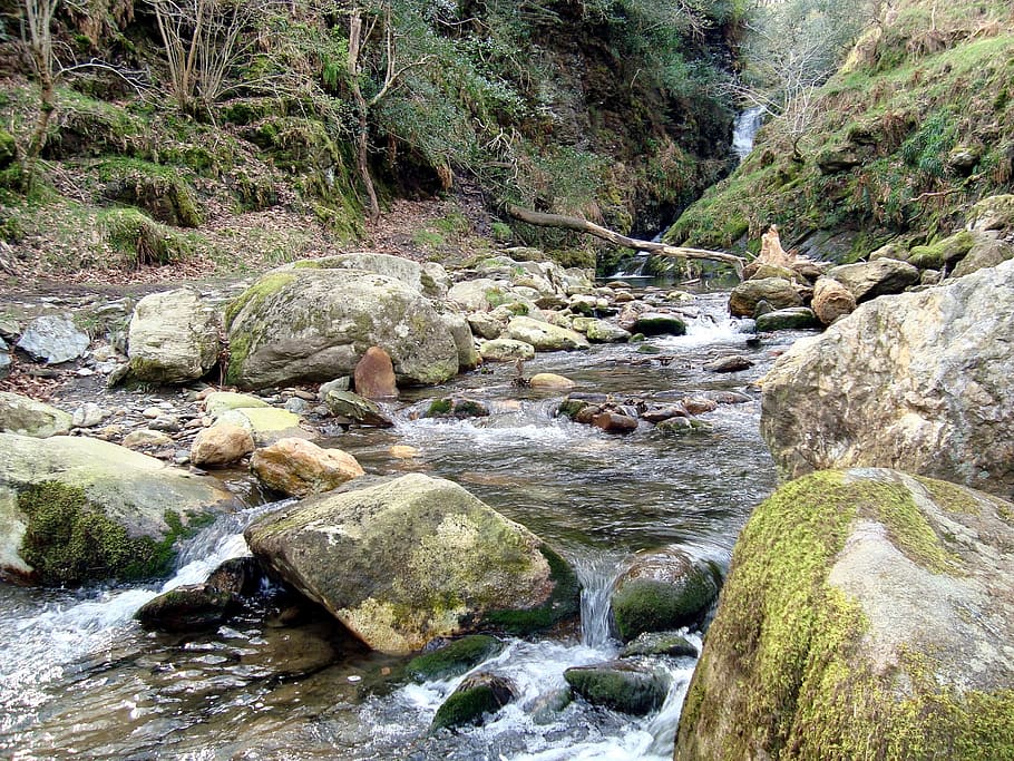 river, forest, ntaure, rock, rock - object, solid, flowing water HD wallpaper