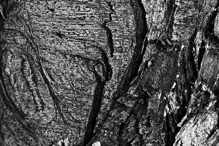 ecuador, quito, wood, pattern, tree, nature, black and white HD wallpaper