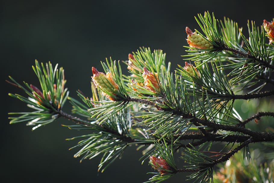pine, forest, tree, figure, evergreen, plant, growth, nature HD wallpaper