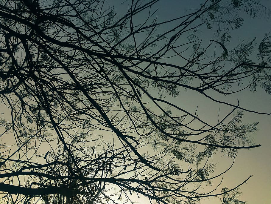trees, silhouetted, sky, branch, bare tree, plant, low angle view HD wallpaper