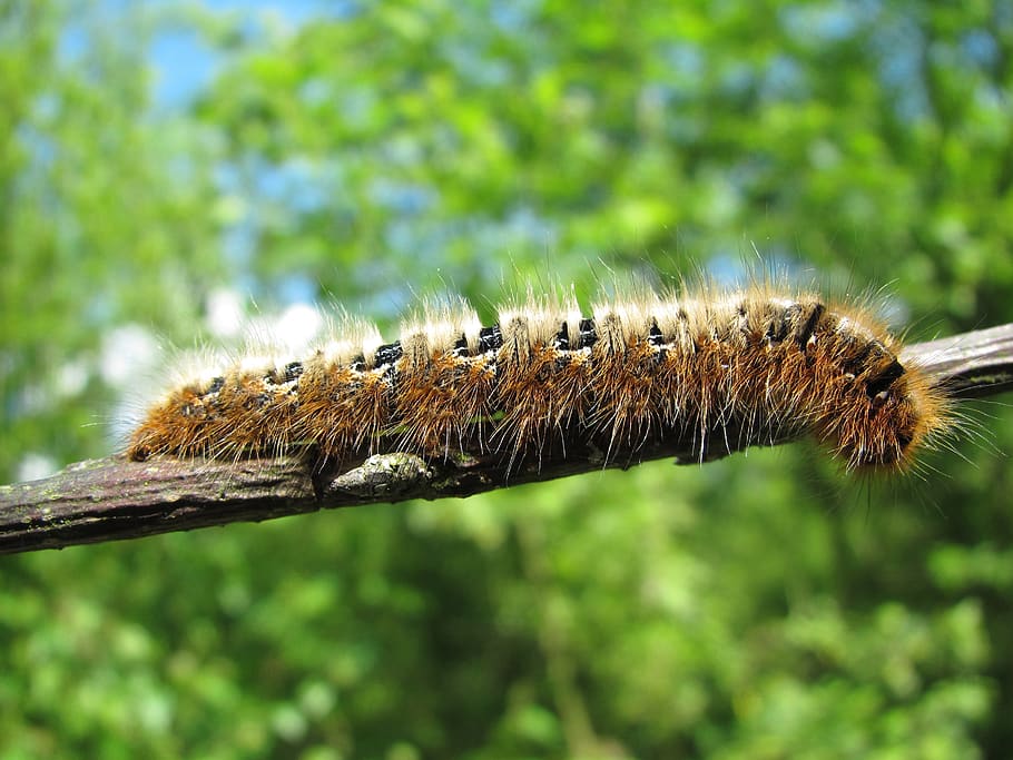 caterpillar, macro, close up, insect, nature, animal, hairy HD wallpaper