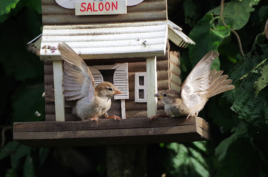 sparrows, bird, dispute, nature, fight, birds, argue, animal world HD wallpaper