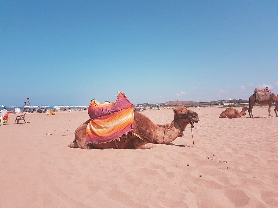 assilah, morocco, camel, sun, bath, sahara, blue, land, sand HD wallpaper