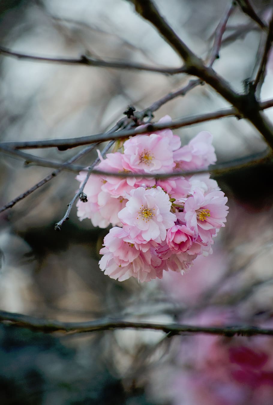 nature, plants, branches, pink, flower, petals, bloom, flowering plant HD wallpaper