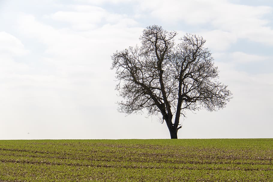 tree on open grass field under white sky, beauty in nature, plant HD wallpaper
