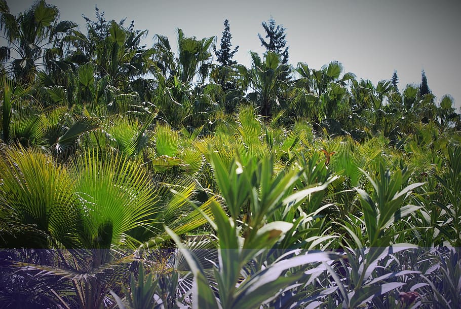 tree, palm, nature, green, date, plant, growth, green color HD wallpaper