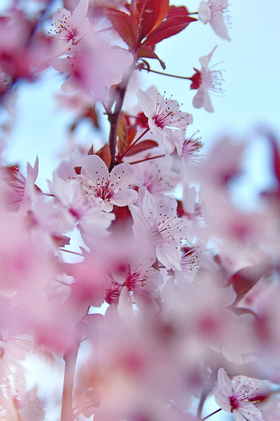 spring, spring flowers, pink, pink flowers, fresh, wood, branch HD wallpaper