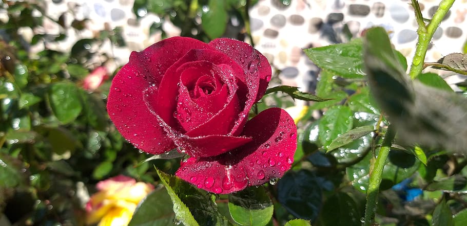 rose, nature, love, beauty in nature, plant, growth, red, close-up HD wallpaper