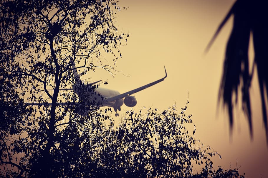 tree, aeroplane, sky, nature, plant, branch, silhouette, growth HD wallpaper