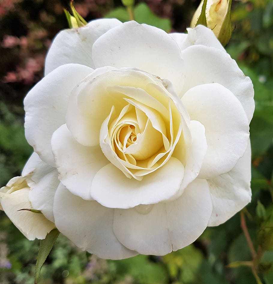 flower, bloom, summer, flora, rose, flowering plant, beauty in nature, HD wallpaper