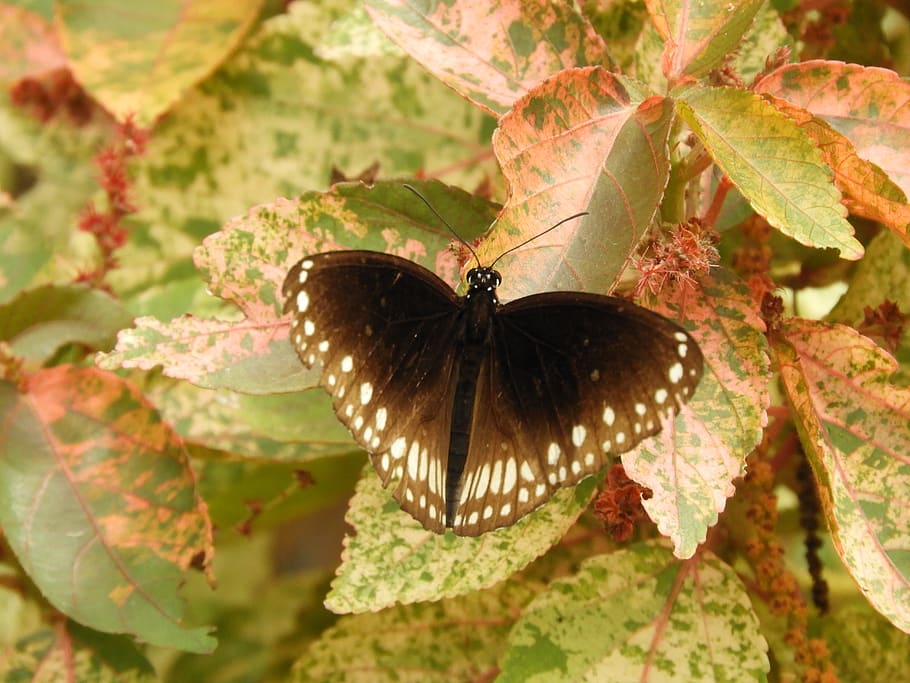 brown, leaves, butterfly, texture, wood, leaf, pattern, season HD wallpaper