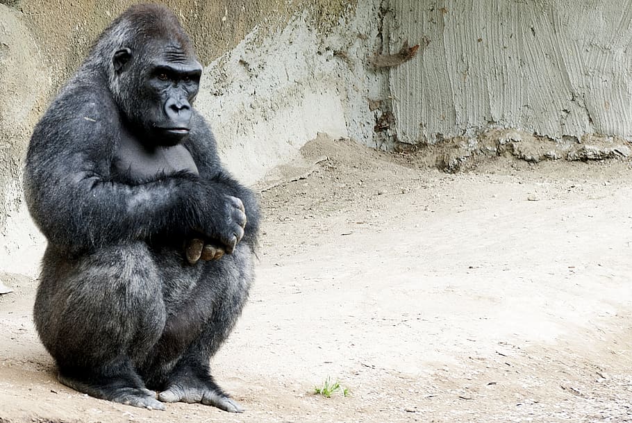 gorilla, monkey, monkey man, zoo, animals, sit, animal themes HD wallpaper