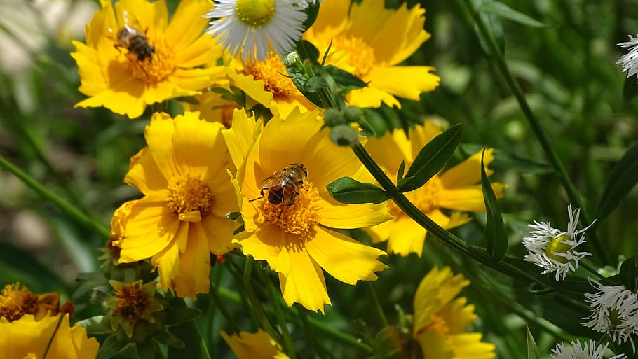 bee, flowers, yellow, nature, summer, insect, insects, bees HD wallpaper