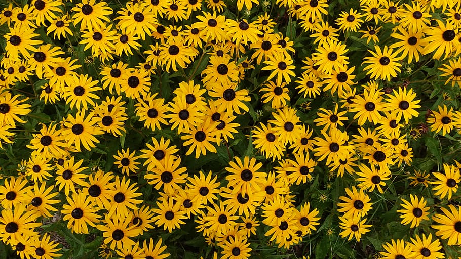 HD wallpaper: black eyed susan, flowers, summer, yellow, flowering ...