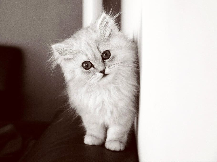 cute, cat, kitten, pets, domestic, domestic animals, domestic cat HD wallpaper