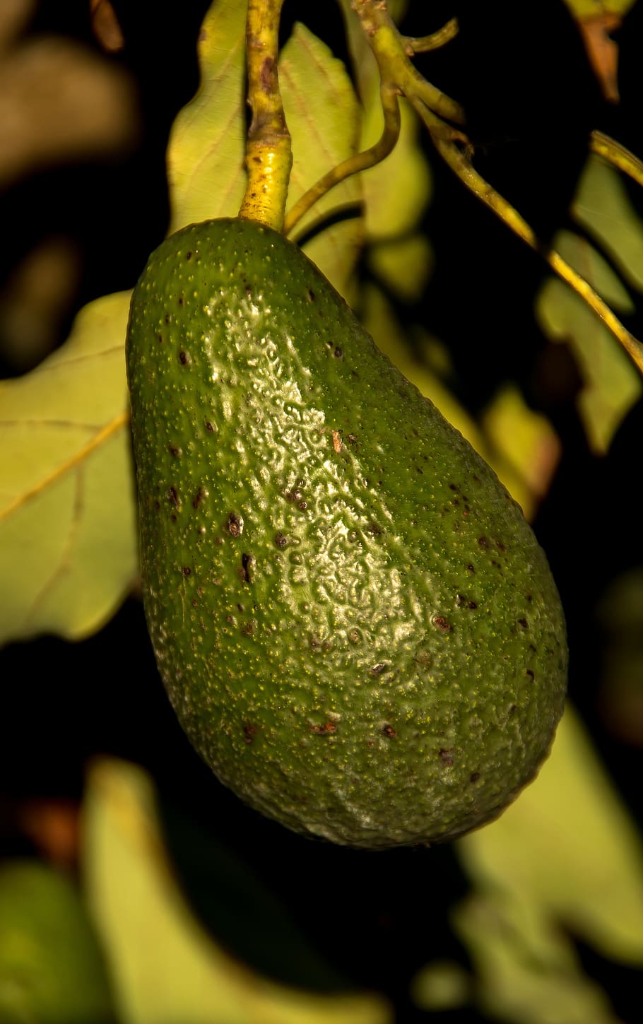 wurtz avocado, tree, shiny, health, fruit, green, growing, food and drink, HD wallpaper